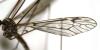 Tipula confusa